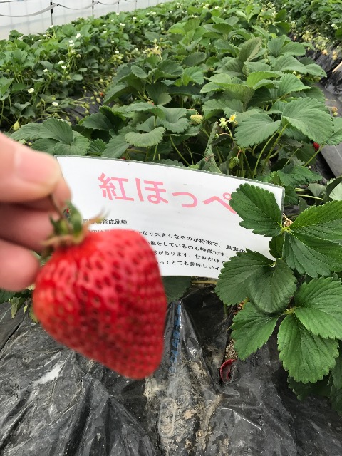 しんごママ さま