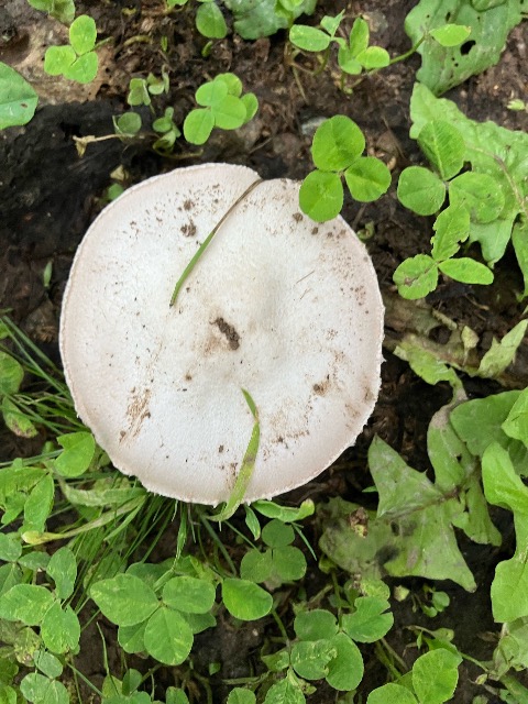 スーザン家 さま