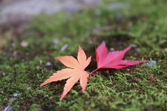 ぺんぎん⑸ さま