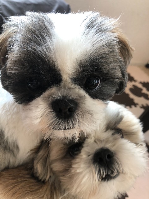 ★すーちょ★ さま