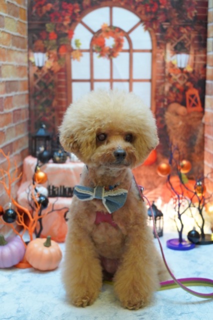 ちゃたまま さま