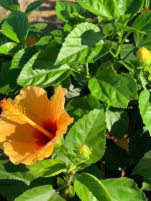 みぃりぃたん さま