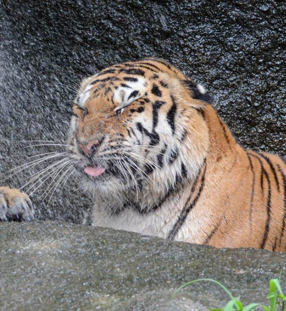 さくらさんさん さま