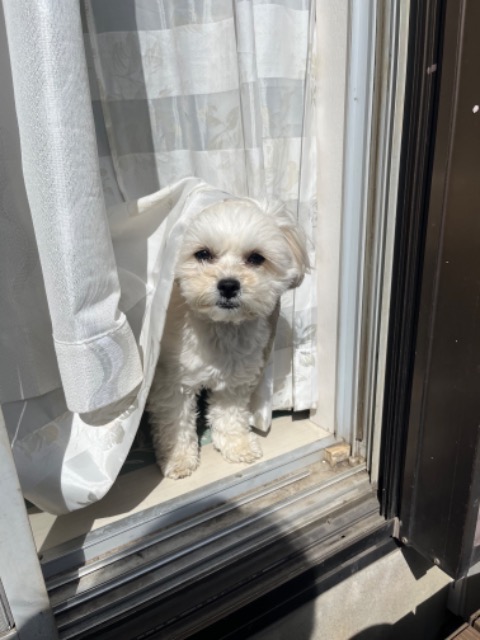 マミーポコパンツ さま