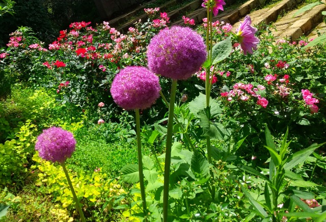 アンジェリーナジョリー さま