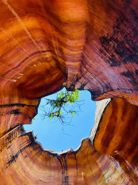 チャパガイ さま