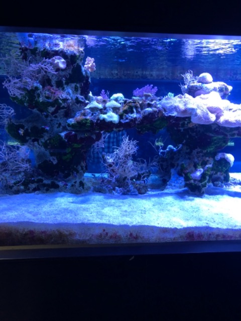 よっちゃん さま