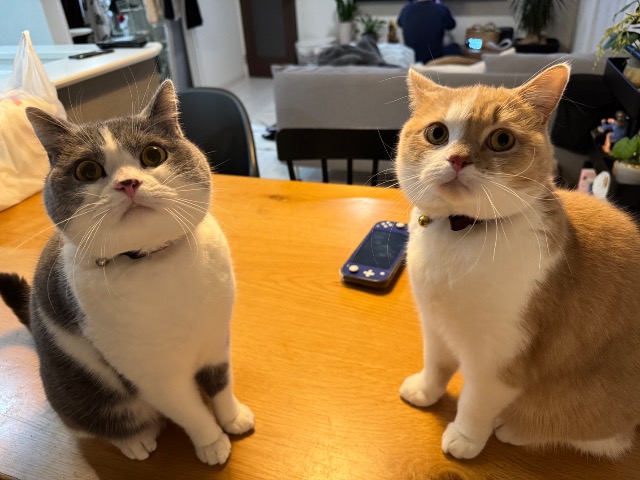 虎徹と佐助 さま