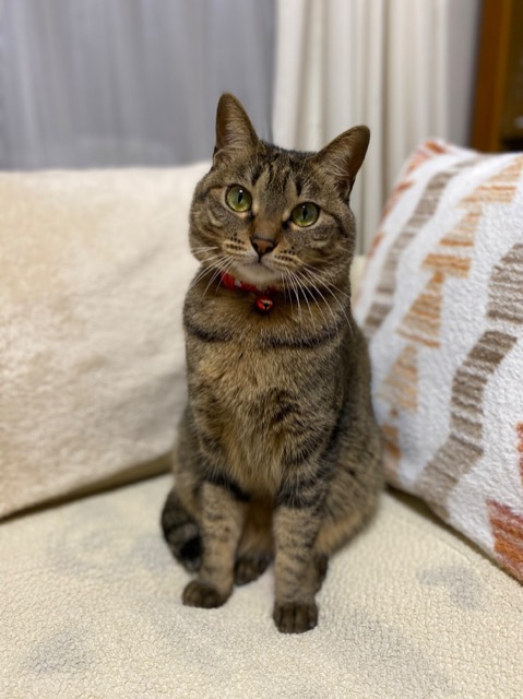 しゅんのすけ さま