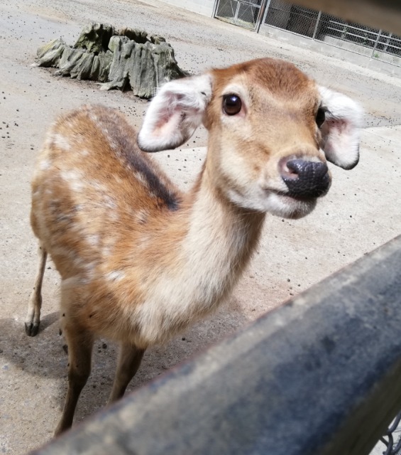 deer さま