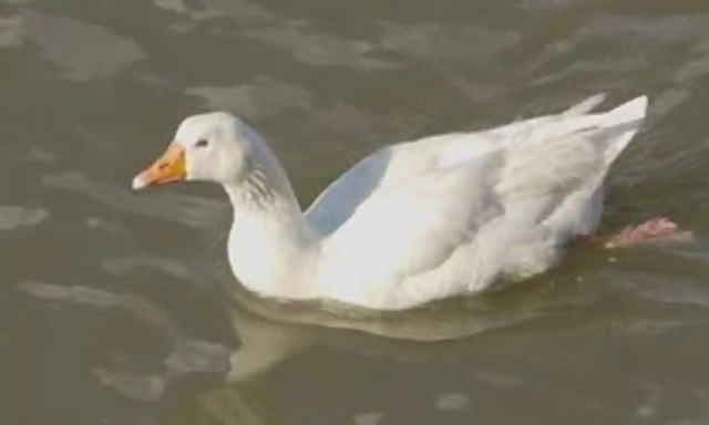 ジュリアナ茨城 さま