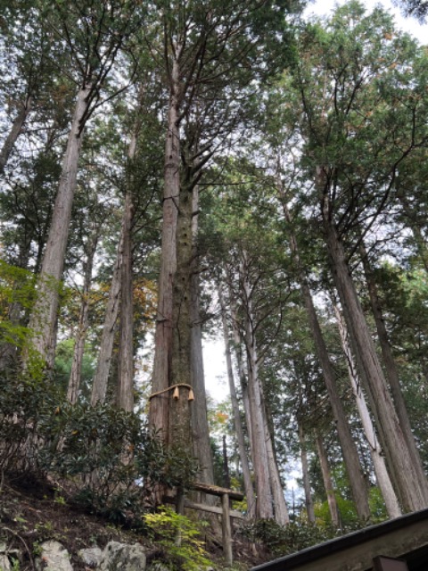 みどりクマ さま