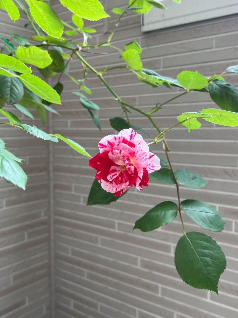 白玉あづき さま