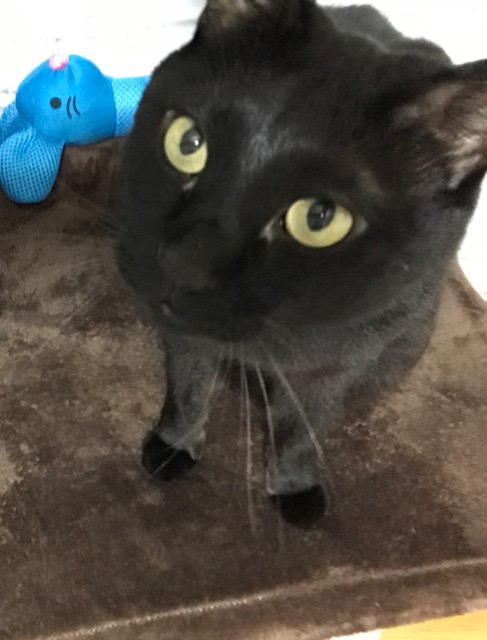 黒猫のタンゴさん さま