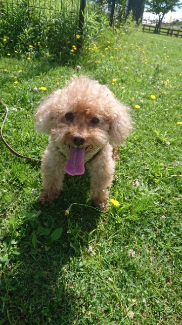 猛犬ポコ太 さま