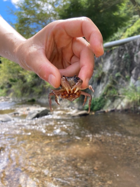 みるくみるく さま