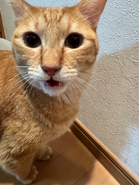 フミーニョ・エスカルゴ さま