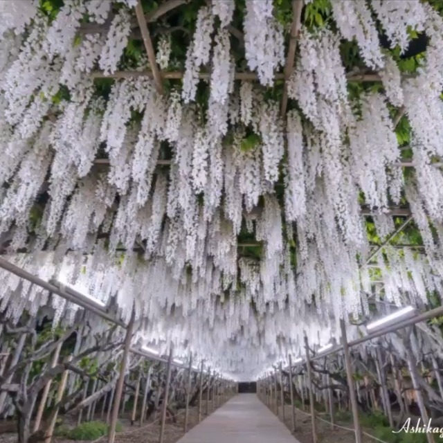 藤の花 さま