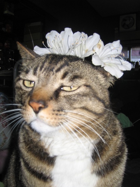 神亀にゃん さま