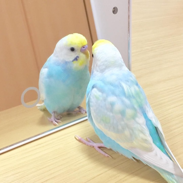 セキセイインコ飼いたい さま