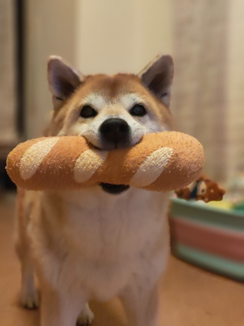 フランスわん さま