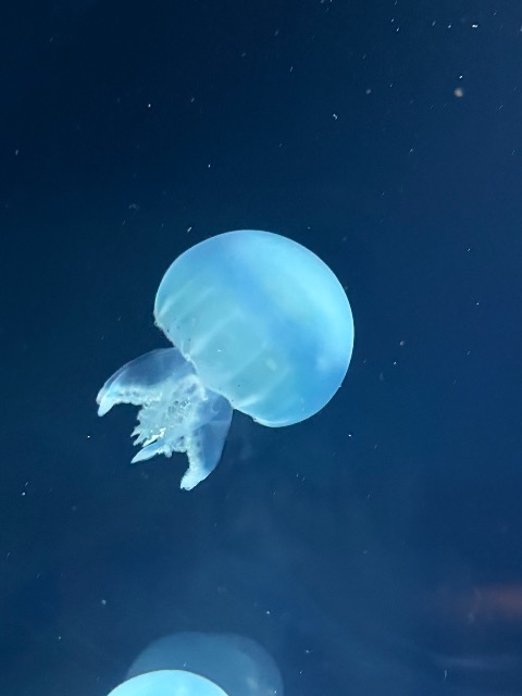 碧月 さま