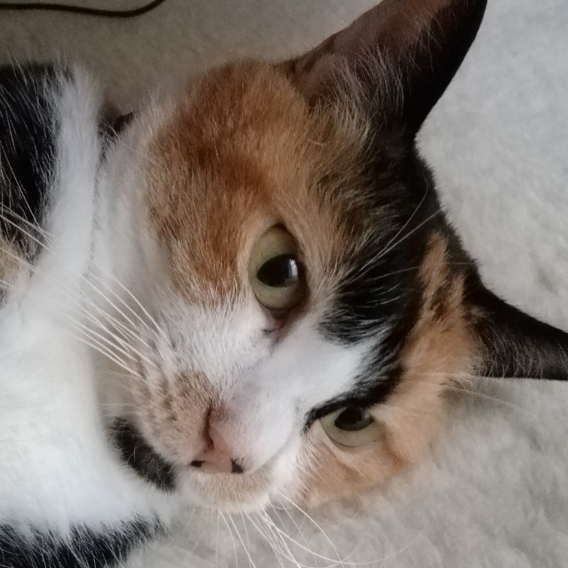 けるべるべ さま