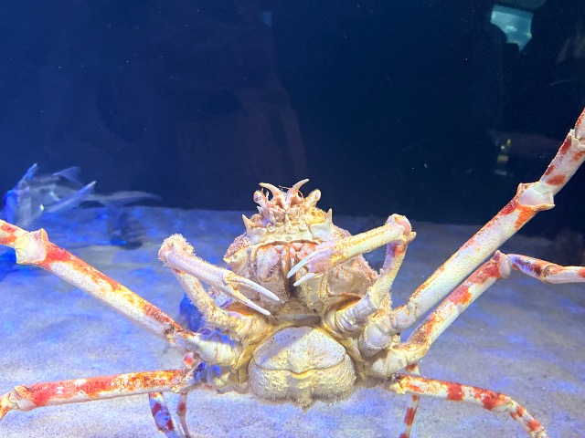 ふいちゃん さま