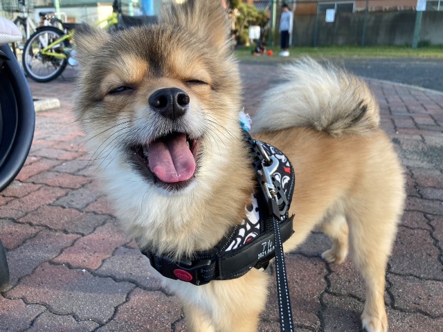 ハッピーニッシー さま