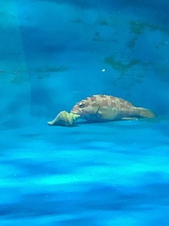 のりまきとかげ さま