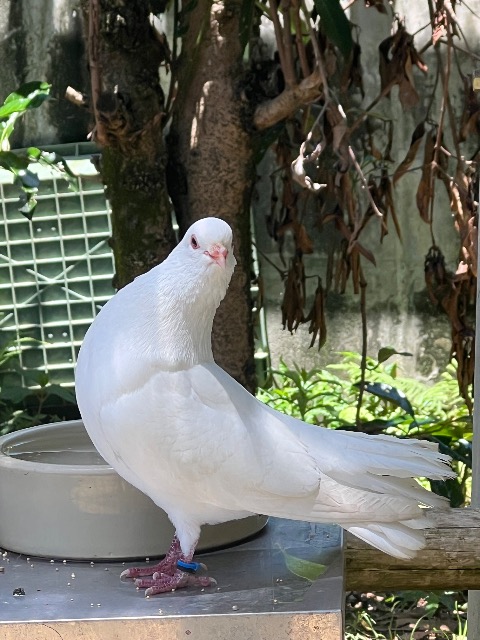 しーちゃん さま