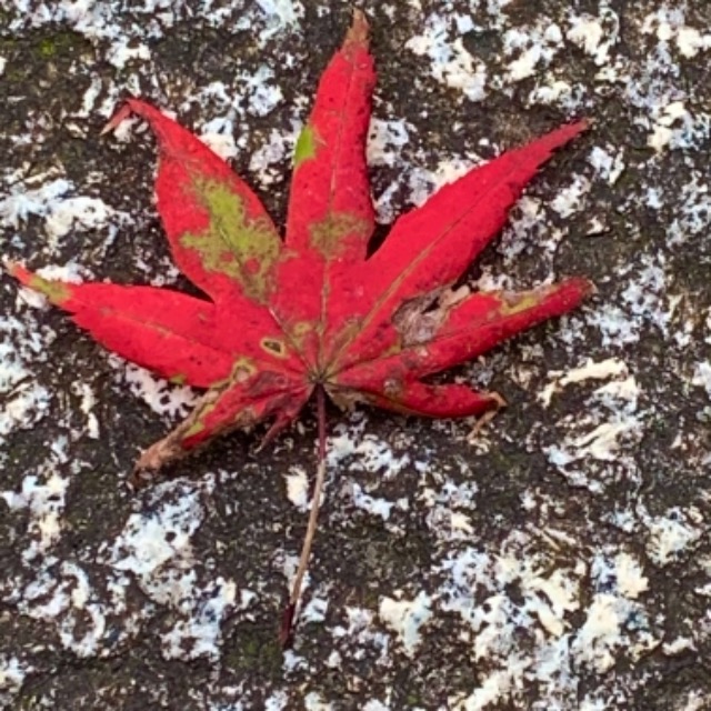 天使と王子 さま