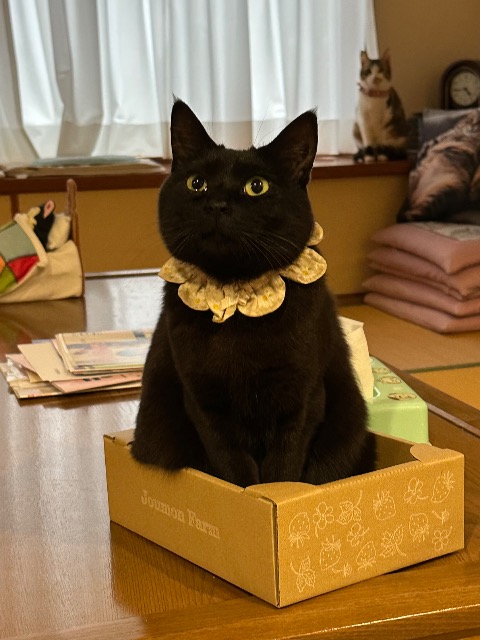 チョニーちゃん さま