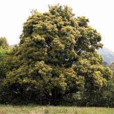 タブノキ先生 さま