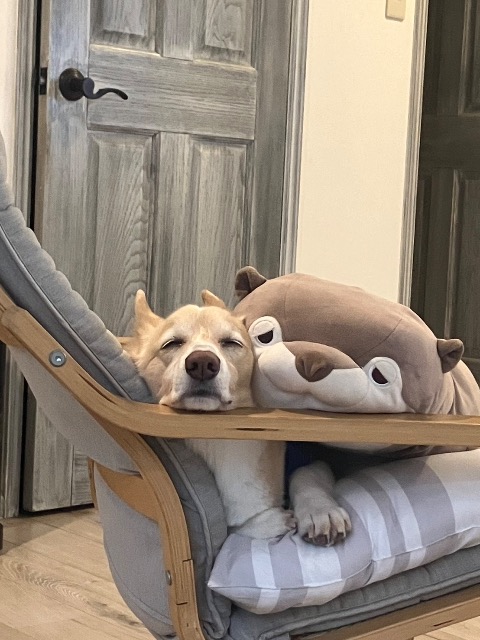 ねねごろー さま