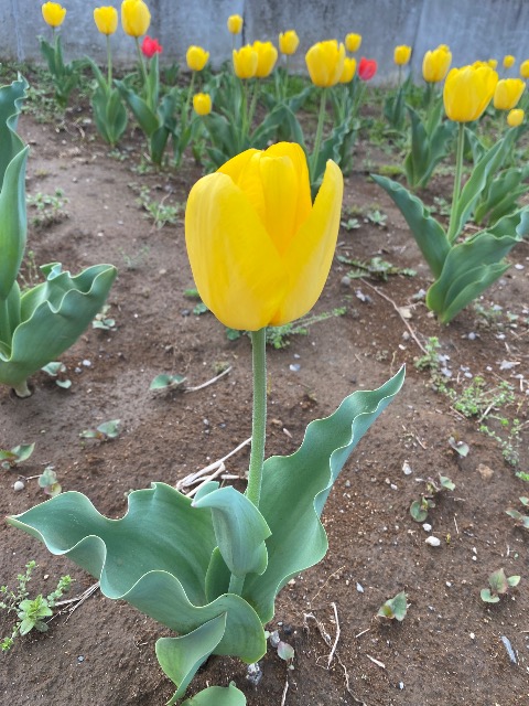 とんでん0123 さま