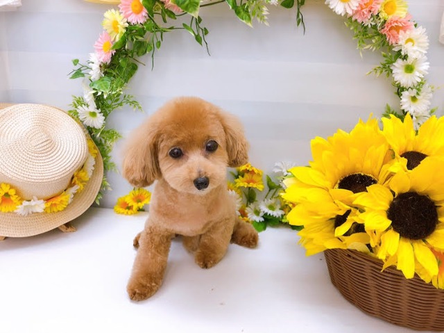 はなのおやじ さま