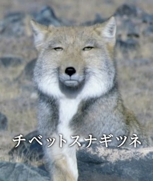 チャオ助 さま