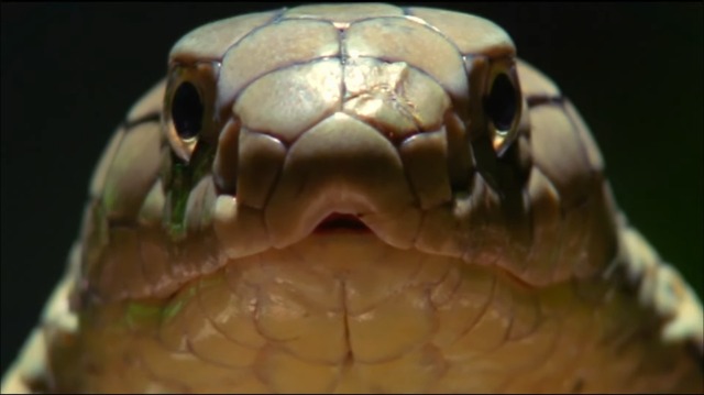 地球全軍最高司令官 さま