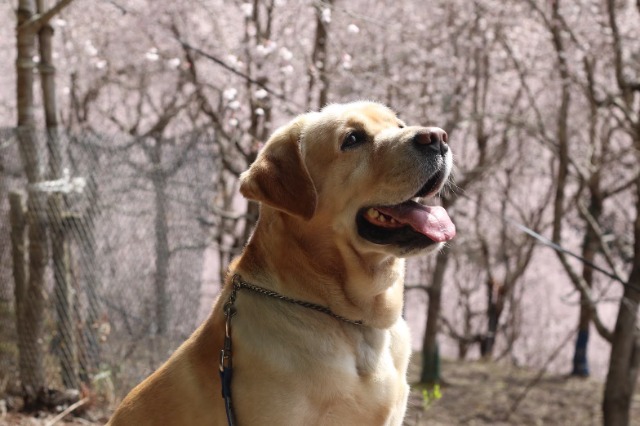 inaina ルカ さま