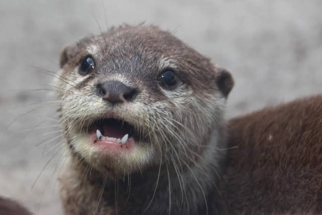 カワウソ さま