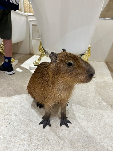 カピバラン さま
