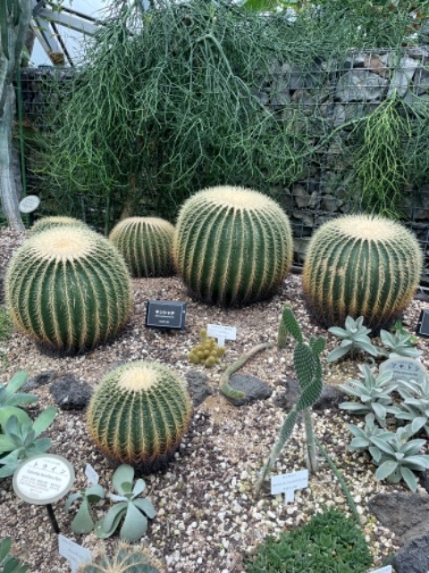 温泉大好きマン さま