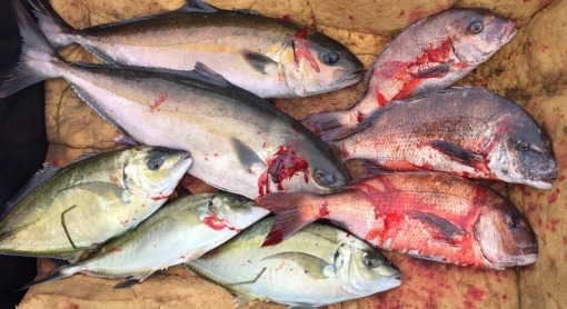 飛ばない豚 さま