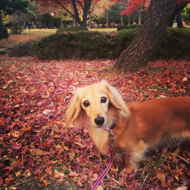 mako さま
