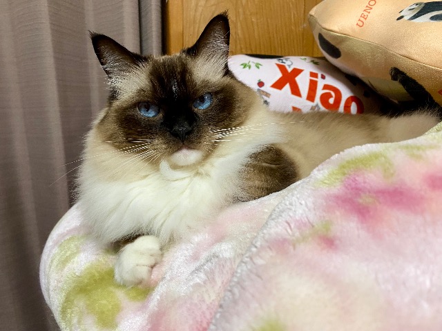 しゃんまろ さま