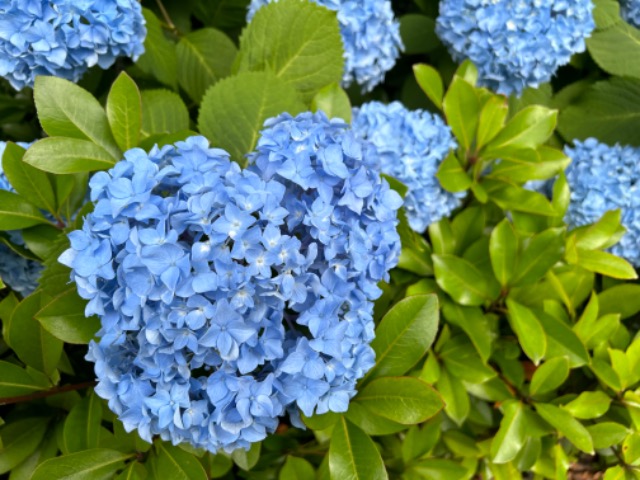 ごまどうふ さま