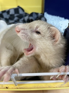 ハイネトール さま