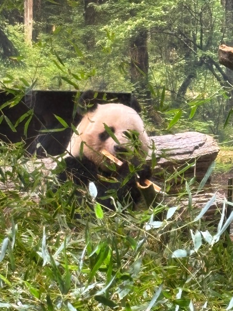 ケンケン！ さま