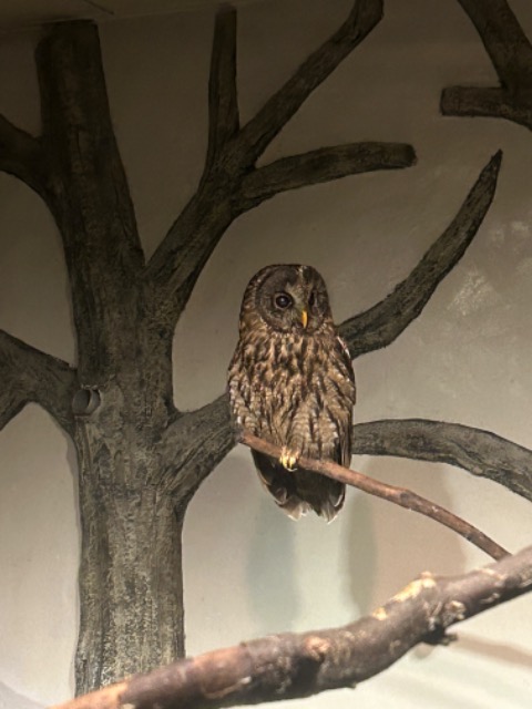オールウェイズ田中 さま